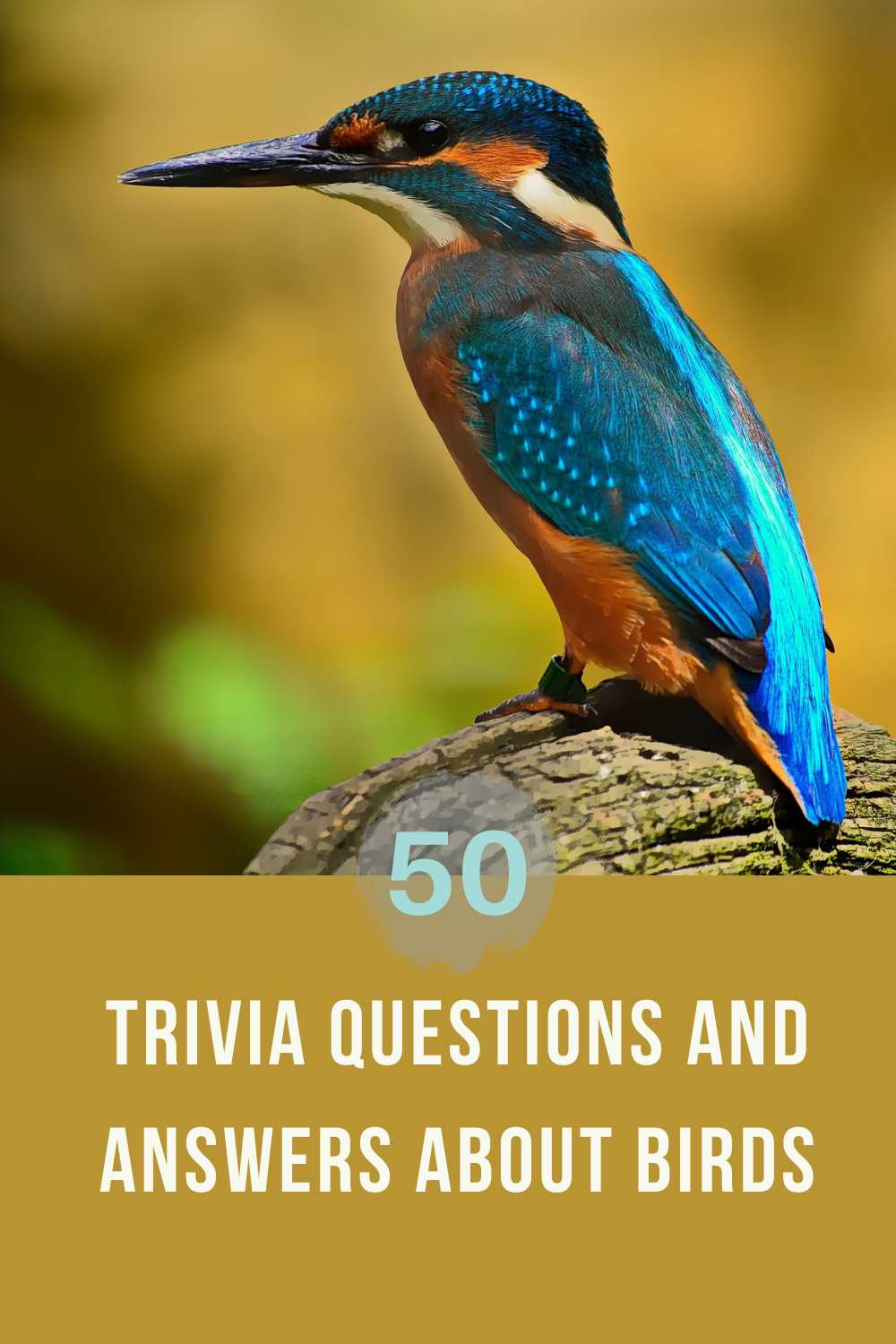 50 Birds Trivia Questions And Answers Trivia Inc