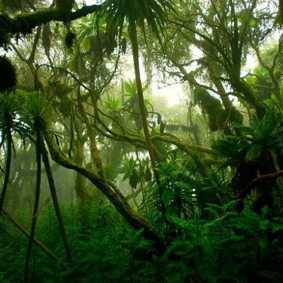 Congo Forest