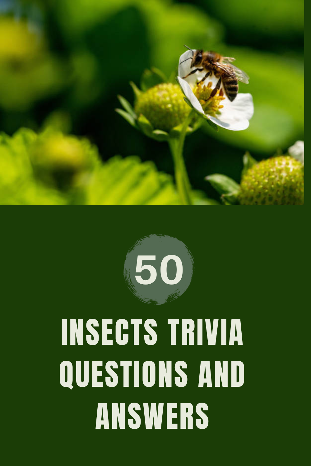 50 Insects Trivia Questions and Answers